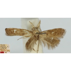 /filer/webapps/moths/media/images/E/ethicodes_Chilopselaphus_MLT_MNHN.jpg