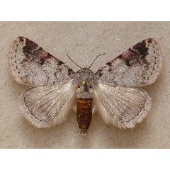 /filer/webapps/moths/media/images/T/tritonia_Metachrostis_A_Butler.jpg