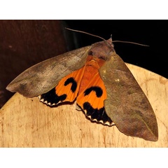 /filer/webapps/moths/media/images/L/lequeuxi_Eudocima_A_Braun_09.jpg