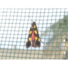 /filer/webapps/moths/media/images/L/laetissima_Eretmocera_A_Goff_02.jpg