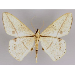 /filer/webapps/moths/media/images/R/rectistrigaria_Conolophia_A_ZSM_02.jpg