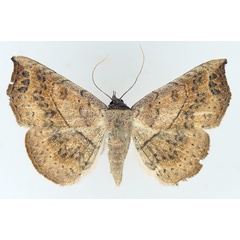 /filer/webapps/moths/media/images/A/arida_Pleuronodes_AF_TMSA_02.jpg