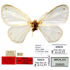 /filer/webapps/moths/media/images/B/bolivari_Stracena_HT_MNCN.jpg