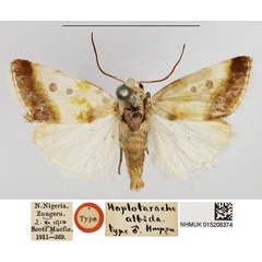 /filer/webapps/moths/media/images/A/albida_Hoplotarache_HT_NHMUK.jpg