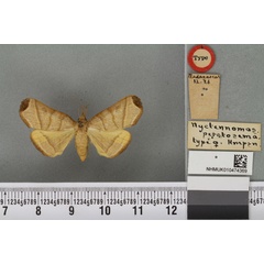 /filer/webapps/moths/media/images/P/peratosema_Nyctennomos_HT_BMNHa.jpg