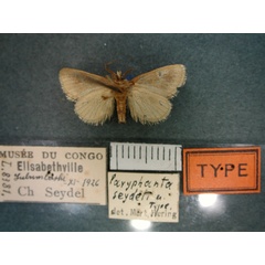 /filer/webapps/moths/media/images/S/seydeli_Halseyia_HT_RMCA_02.jpg