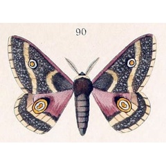 /filer/webapps/moths/media/images/D/dewitzi_Ludia_HT_Maassen_44-90.jpg