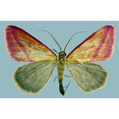 /filer/webapps/moths/media/images/S/satura_Rhodometra_AM_ZSMa.jpg