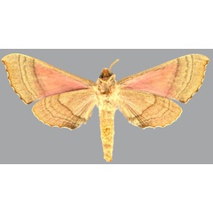 /filer/webapps/moths/media/images/M/meloui_Polyptychus_HT_CMNHb.jpg