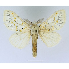 /filer/webapps/moths/media/images/D/decorata_Desmeocraera_AM_Basquin_02.jpg