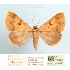 /filer/webapps/moths/media/images/P/poderis_Plecoptera_A_MGCLa_01.JPG