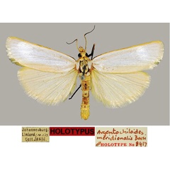 /filer/webapps/moths/media/images/M/meridionalis_Argentochiloides_HT_TMSA_2T2bAQH.jpg
