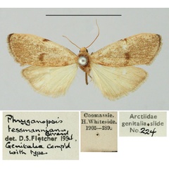 /filer/webapps/moths/media/images/T/tessmanniana_Phryganopsis_AM_BMNH.jpg