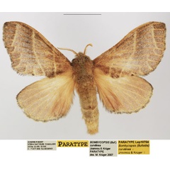 /filer/webapps/moths/media/images/C/curvilinea_Bombycopsis_PTF_TMSA.jpg