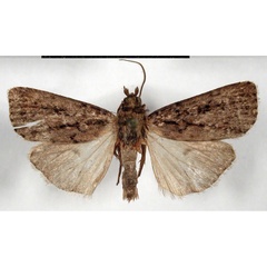 /filer/webapps/moths/media/images/H/hyperacantha_Cassania_AM_MSNM.jpg