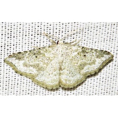 /filer/webapps/moths/media/images/C/chlorozonea_Eublemmistis_A_Braun_03.jpg
