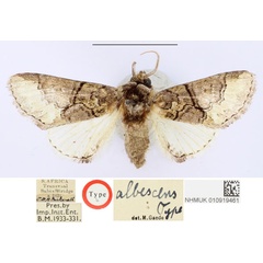 /filer/webapps/moths/media/images/A/albescens_Chitasida_HT_BMNH_scJqTNX.jpg