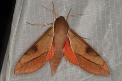 Theretra capensis