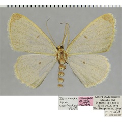 /filer/webapps/moths/media/images/A/apicata_Zamarada_HT_ZSMa.jpg