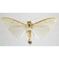 /filer/webapps/moths/media/images/V/vitrealis_Palpita_A_NHMO.jpg