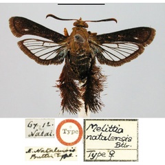 /filer/webapps/moths/media/images/N/natalensis_Melittia_HT_BMNH.jpg