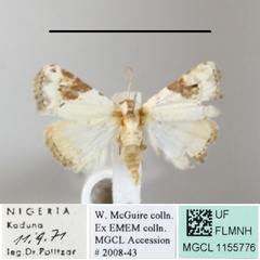 /filer/webapps/moths/media/images/E/ecthaemata_Eublemma_A_MGCLa_02.jpg