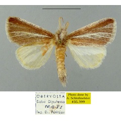 /filer/webapps/moths/media/images/A/albifasciata_Parazana_AM_MGCL_02.jpg