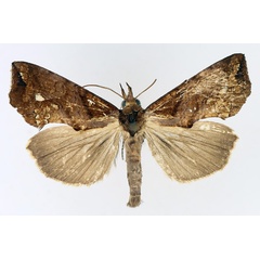 /filer/webapps/moths/media/images/N/nictites_Plusiodonta_AM_TMSA_03.jpg