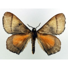 /filer/webapps/moths/media/images/V/velutina_Vianga_AM_Basquin_01.jpg