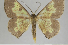 Zamarada variola