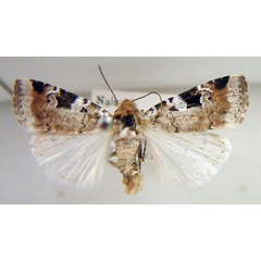 /filer/webapps/moths/media/images/M/melanomesa_Hermonassoides_AM_USNM_01.jpg