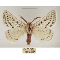 /filer/webapps/moths/media/images/B/bistrigata_Phiala_AM_TMSA_01.jpg