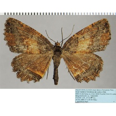 /filer/webapps/moths/media/images/N/nathaliae_Menophra_AF_ZSM.jpg