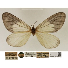 /filer/webapps/moths/media/images/A/albabasis_Staphylinochrous_HT_NHMUK.jpg