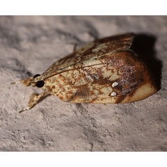 /filer/webapps/moths/media/images/P/pavonana_Crocidolomia_A_Heyns_02.jpg