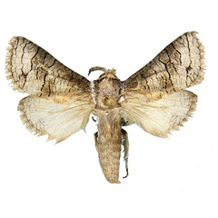 /filer/webapps/moths/media/images/U/ukambani_Afroarabiella_HT_ZSM.jpg