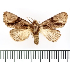 /filer/webapps/moths/media/images/B/biplagiata_Prolyncestis_AF_BMNH.jpg