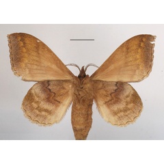 /filer/webapps/moths/media/images/M/marginepunctata_Leipoxais_AF_MGCLb_01.JPG