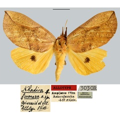 /filer/webapps/moths/media/images/F/formosa_Khadira_AT_MNHN.jpg