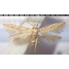 /filer/webapps/moths/media/images/I/inana_Lateantenna_AM_Bippusa.jpg