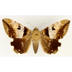 /filer/webapps/moths/media/images/L/lienardi_Achaea_AF_TMSA_02.jpg