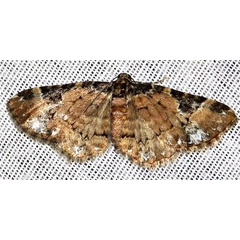 /filer/webapps/moths/media/images/U/ustiplaga_Melanthia_A_Braun_05.jpg