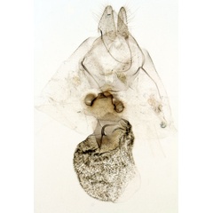 /filer/webapps/moths/media/images/R/ruptisignoides_Marcipalina_GFPT_MNHN_Pelletier_593.jpg