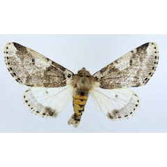 /filer/webapps/moths/media/images/R/remota_Sciatta_AM_ISEA.jpg