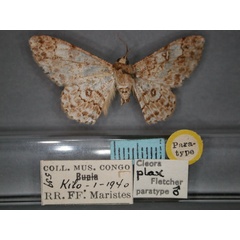 /filer/webapps/moths/media/images/P/plax_Cleora_PT_RMCA_01.jpg