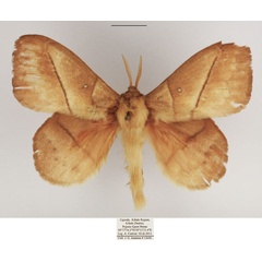 /filer/webapps/moths/media/images/J/jacchus_Philotherma_AM_TMSA.jpg