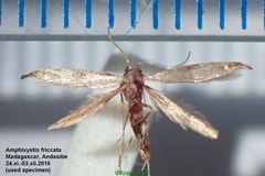 Amphixystis fricata