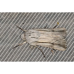 /filer/webapps/moths/media/images/N/nigrilineata_Ectochela_A_Heynsa.jpg