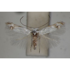 /filer/webapps/moths/media/images/O/obelacma_Leucoptera_A_BMNH_02.jpg
