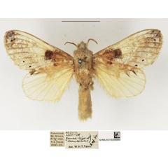 /filer/webapps/moths/media/images/D/dollmani_Odontocheilopteryx_AF_NHMUK.jpg